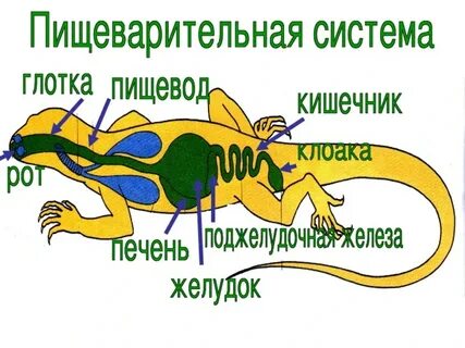 Органы дыхания крокодила