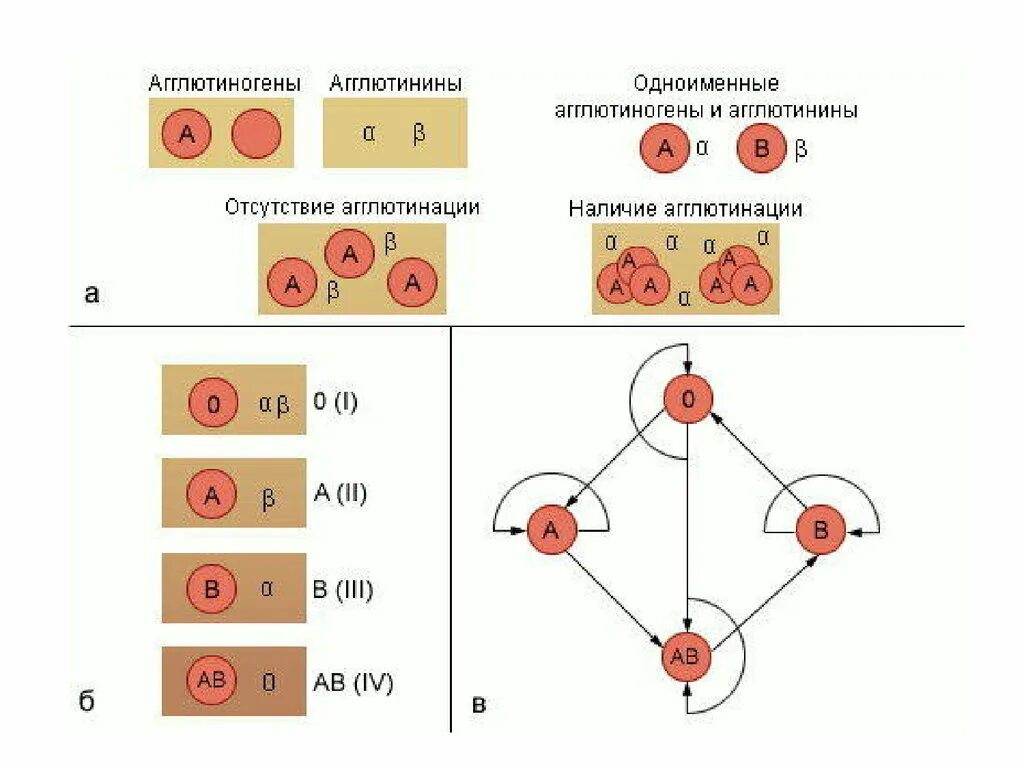 Агглютинины и агглютиногены таблица