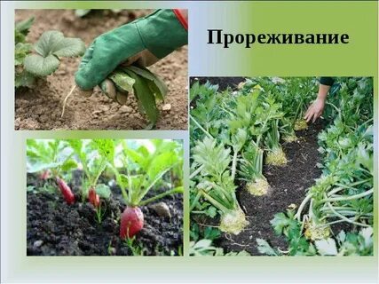 Прореживание