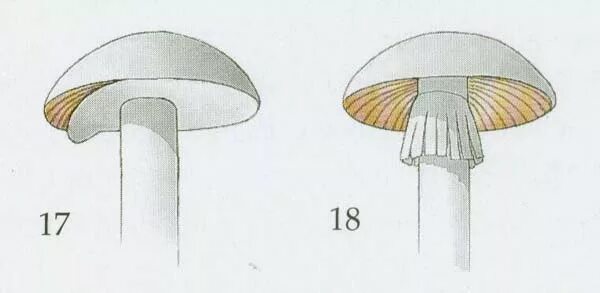 Покрывальце у гриба. Рисунки пластичных грибов. Пластинчатые грибы рисунок. Пластинчатый гриб в разрезе. Шляпка гриба покрытая