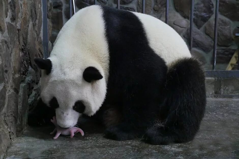 Охрана большой панды. Последние новости про панду. Последние новости про панду. Панда еврей. Павильон панд.