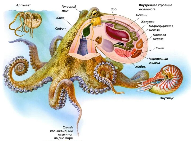 Осьминог схема внутреннего строения. Строение осьминога. Анатомическое строение осьминога. Внутреннее строение осьминога.