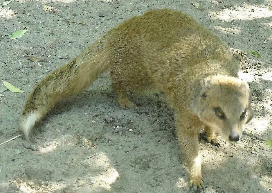 мангуст в московском зоопарке. эра мангуста 5. мангуст глаза. эра мангуста 5. мангус.
