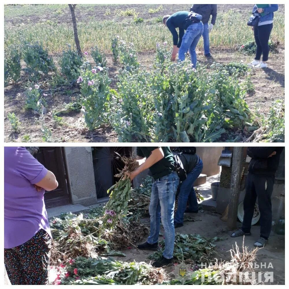 Почему мак запрещен. Посевы мака. Куст мака в огороде. Всходы мака снотворного. Выращивание мака в огороде.