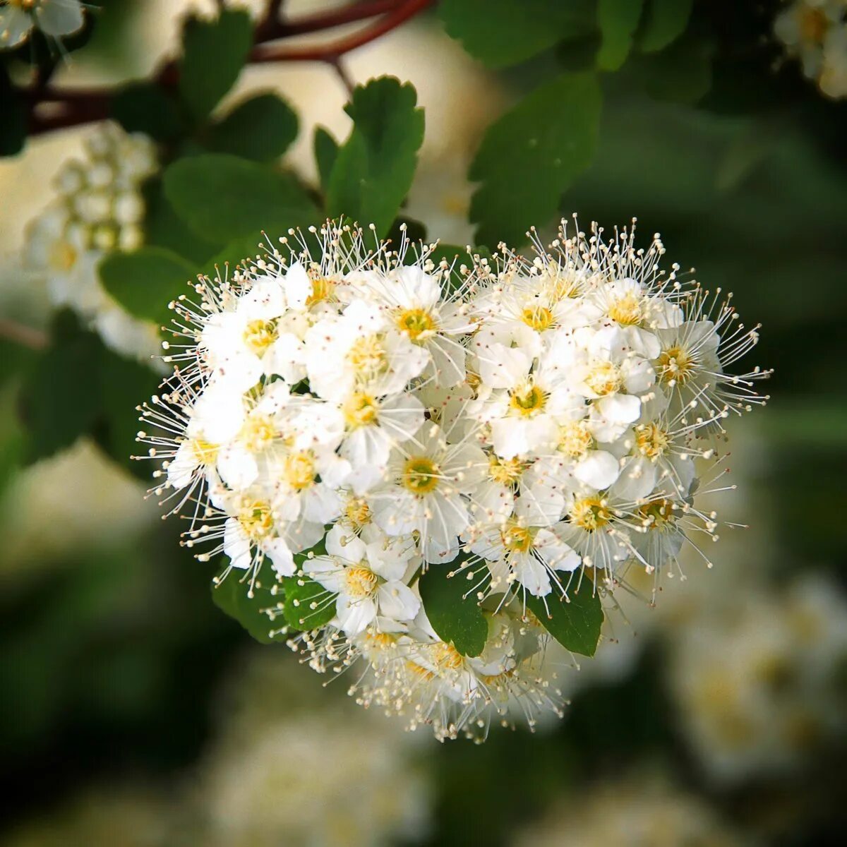 Оксаночка цветы. Белые пушистые цветы. С днем рождения многое лето. С днем рождения пушистые цветы. Открытки многое лето