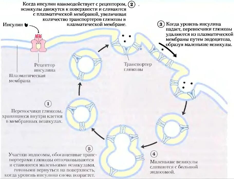 Связывание инсулина с рецептором. Bycekby cdzpsdfncz c рецертером. Схема действия инсулина. Схема работы инсулина. Установите последовательность этапов получения инсулина