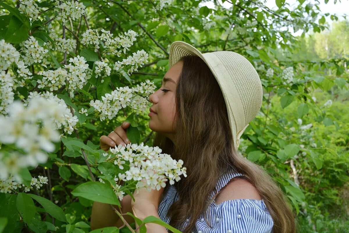 черемуха семейство. сладкая истома черемухи цвет. сладкая истома черемухи цвет. ах, черёмуха,черёмуха. черемуха золотистая.