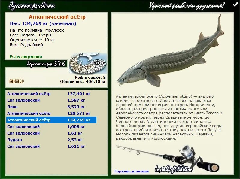 витим осетр восточносибирский русская рыбалка 3. какой вес осетра. осетровые максимальные размеры. штрафы за осетровых рыб. осетровые рыбы названия.
