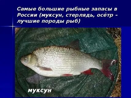 Язь рыба описание