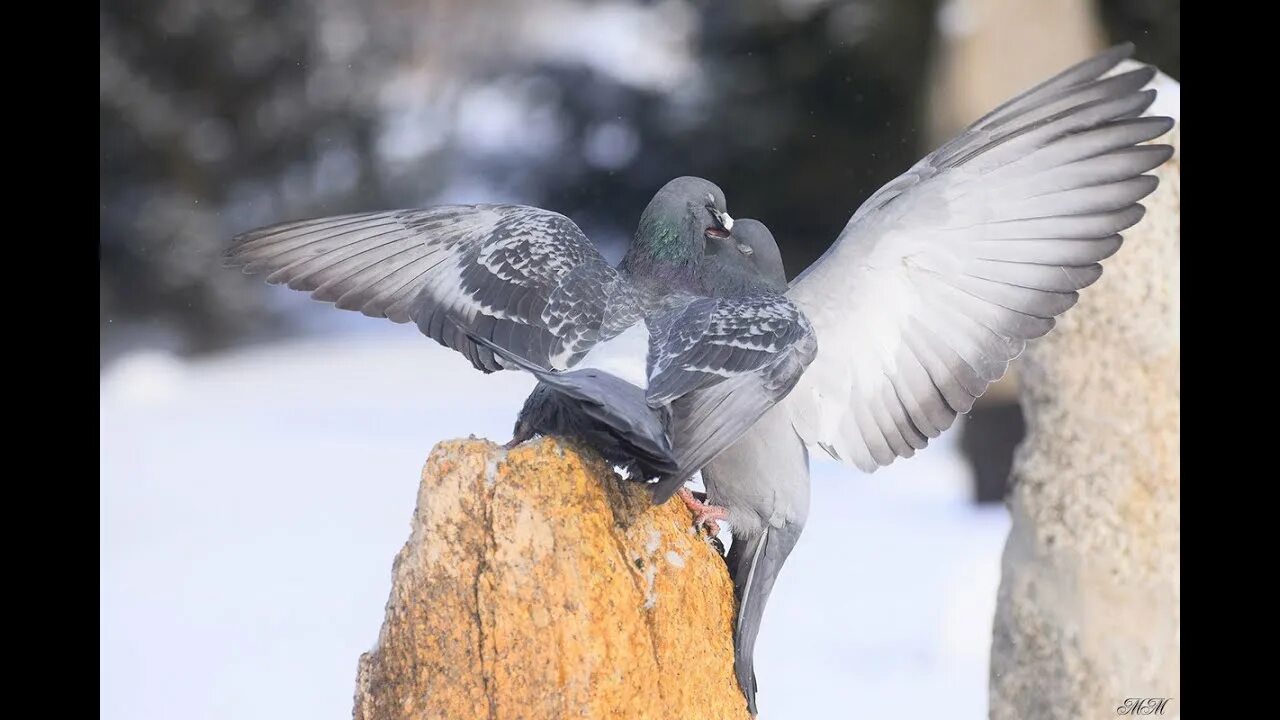 Голубь сизарь. Сизый голубь птицы. Дикий сизый голубь. Columba Livia.