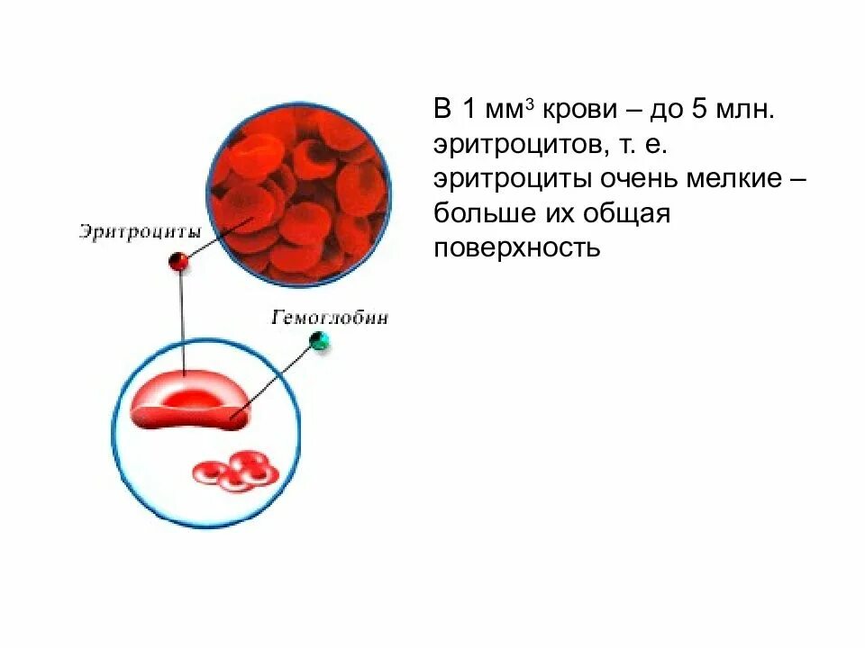 3 4 эритроцита человека. 3 4 эритроцита человека