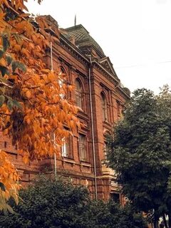 Тгасу фото