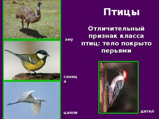 Три признака характерных для птиц. Признаки птиц. Признаки класса птиц. Отличительные особенности птиц. Характерные черты птиц.
