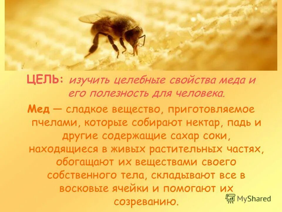 что слаще меда и сильнее льва