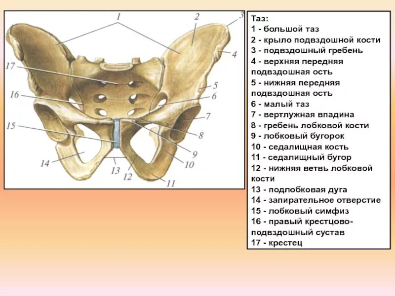 Гребень латынь. Скелет мужского таза вид спереди. Тазовая кость анатомия кости. Таз спереди анатомия. Строение таза вид спереди.