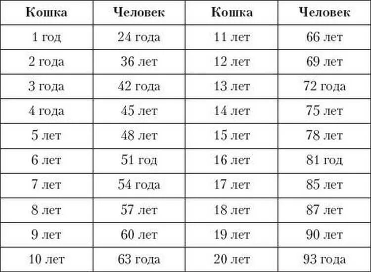 56 год сколько лет будет. Кошке 6 лет сколько по человеческим меркам. Сколько лет кошке по человеческим меркам 5 лет. Сколько лет кошке по человеческим меркам таблица. Кошке 6 лет сколько по человеческим меркам таблица.