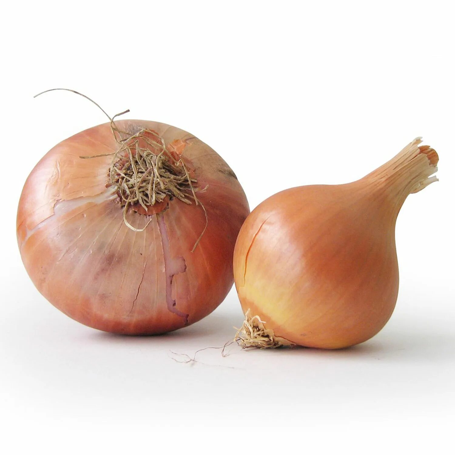Mixed onion. Лук репчатый. Лук на белом фоне. Луковица. Лук репчатый на белом фоне.