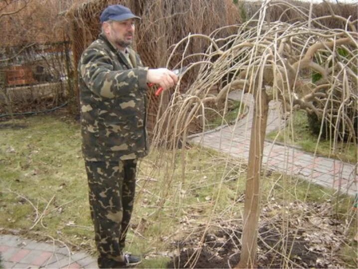 Как укрыть шелковицу