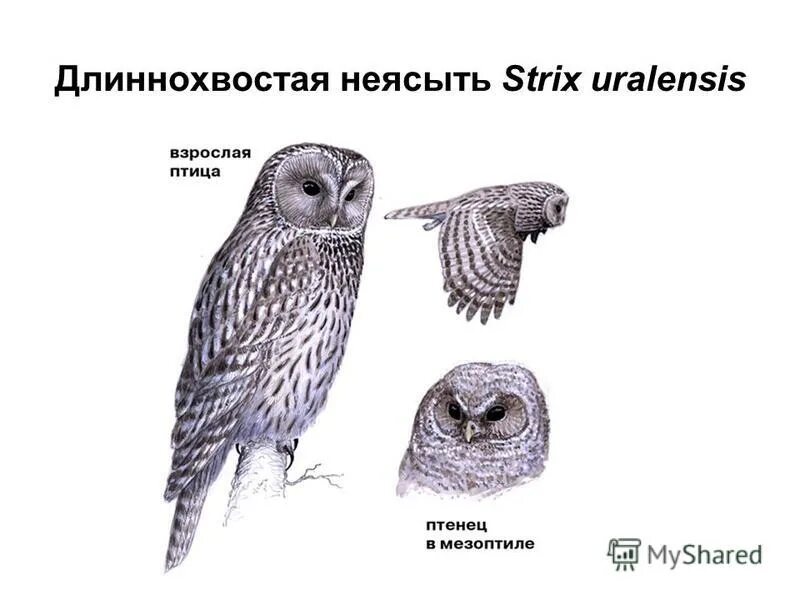 Тип развития длиннохвостой неясыти. Серая неясыть. Перо длиннохвостой неясыти. Строение лапы Совы. Длиннохвостая неясыть на охоте.