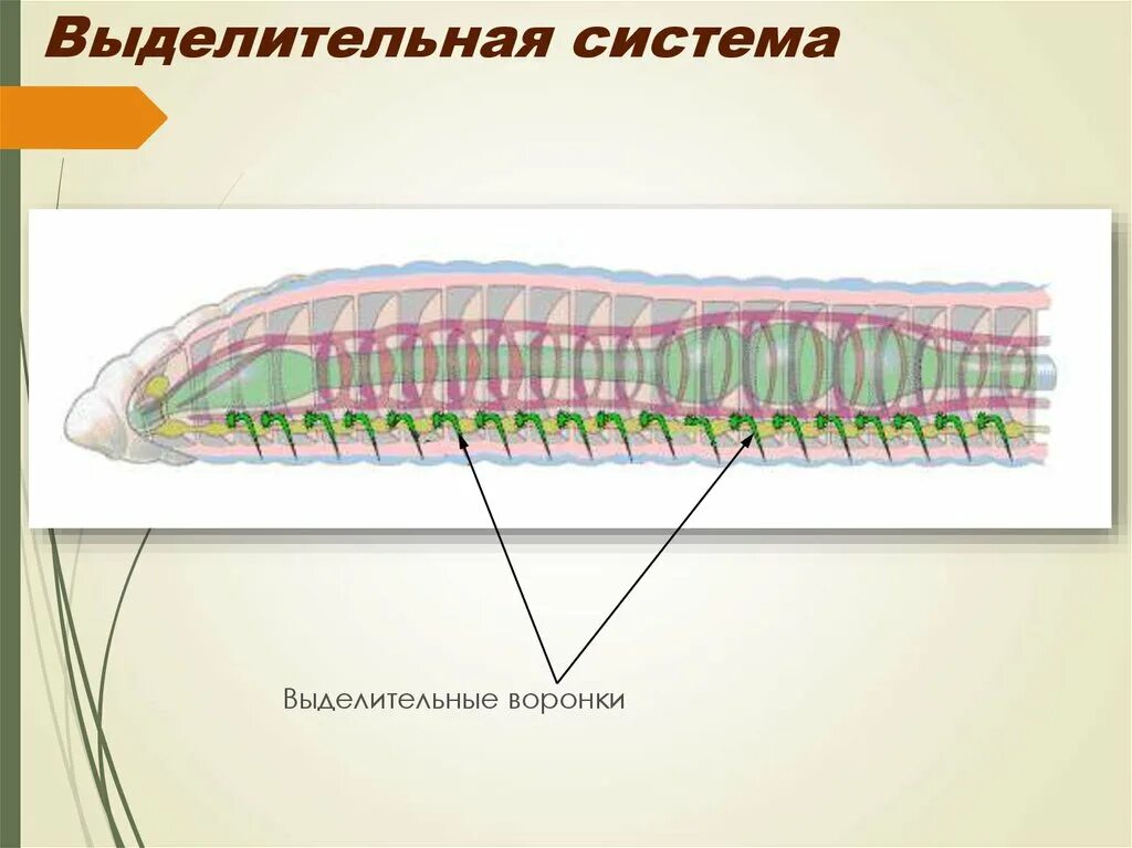 Система малощетинковых червей. Нервная система круглых червей. Кольчатые черви выделительная система. Нервная система кольчатых червей. Нервная система кольчатых червей червей.