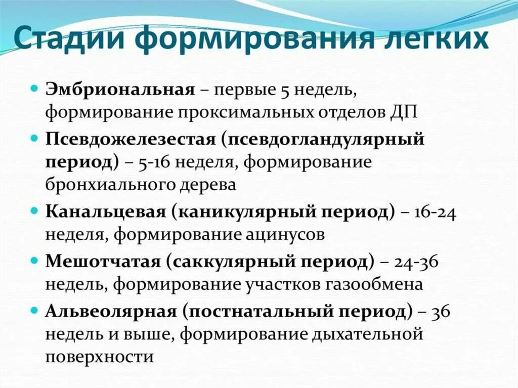 Стадии развития легких. Этапы формированиялегкиз. Стадии развития лёгких. Стадии формирования легких. Этапы формирования легких у детей.