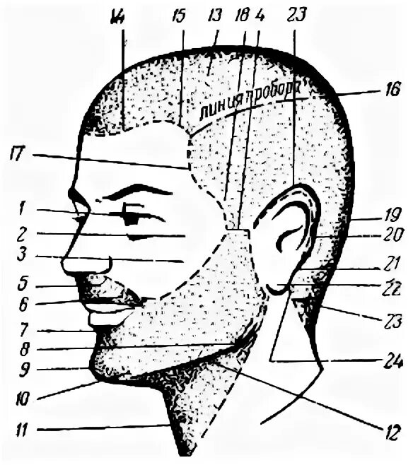 Как называется затылок. Название частей головы. Названия частей головы для парикмахеров. Части головы схема. Схема головы для парикмахеров.