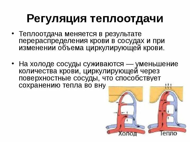 Сосудистые реакции при изменении теплоотдачи. Что происходит с сосудами на холоде. Влияние холода на сосуды. Регуляция температуры на холоде. Что происходит при расширении сосудов