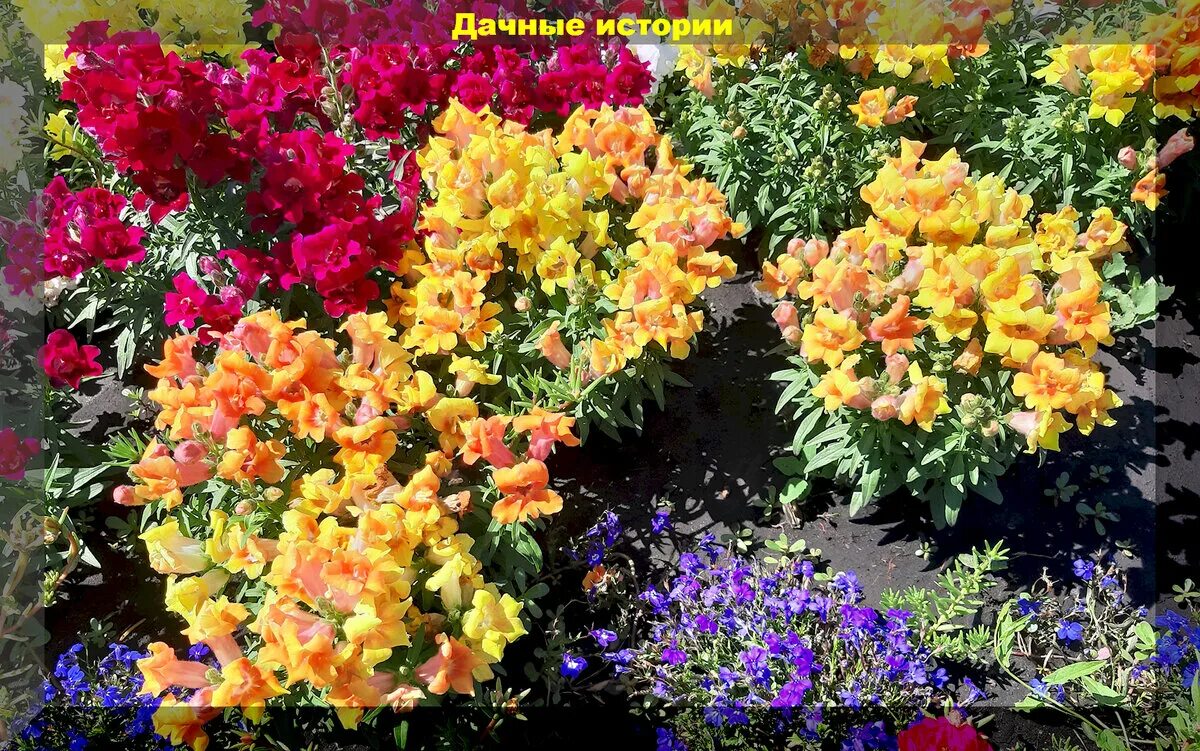 Клумбы с цветами львиный зев: найдено 88 изображений