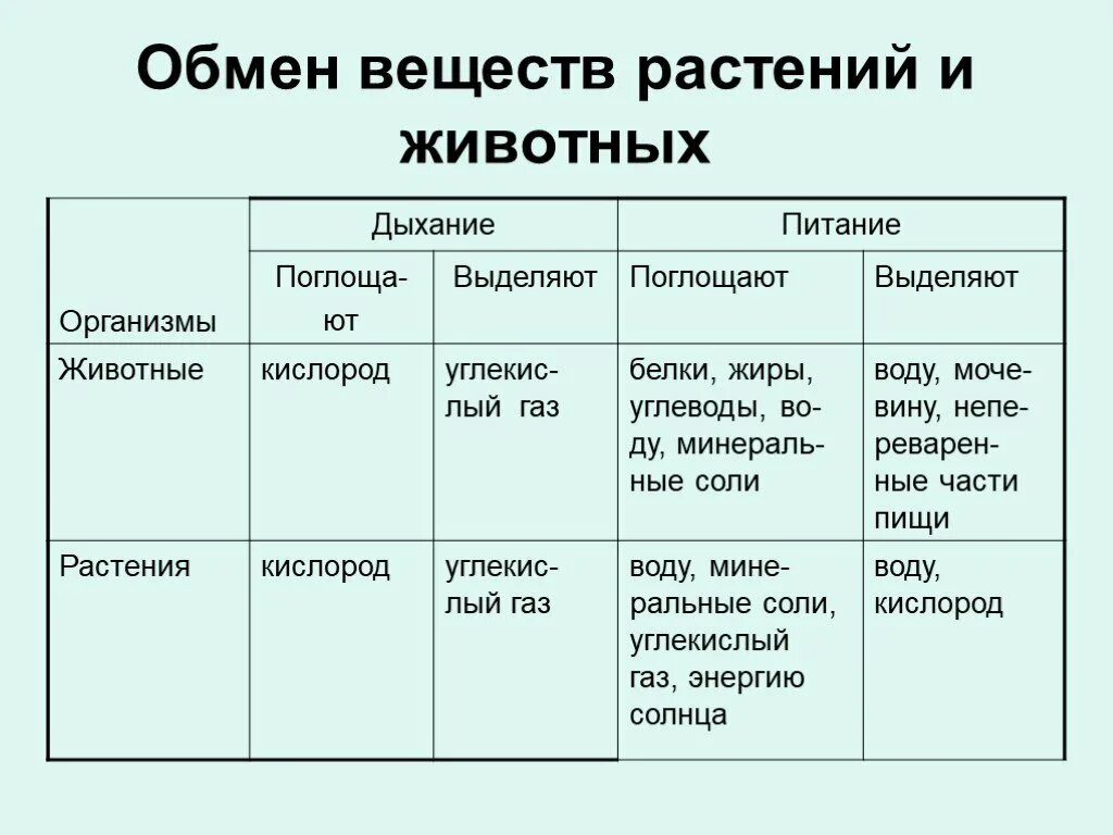 Метаболизм растений. Схема обмен веществ у растений биология 6 класс. Обмен веществ у растений 6 класс таблица. Обмен веществ у растений и животных таблица. Схема обмен веществ 6 класс по биологии.