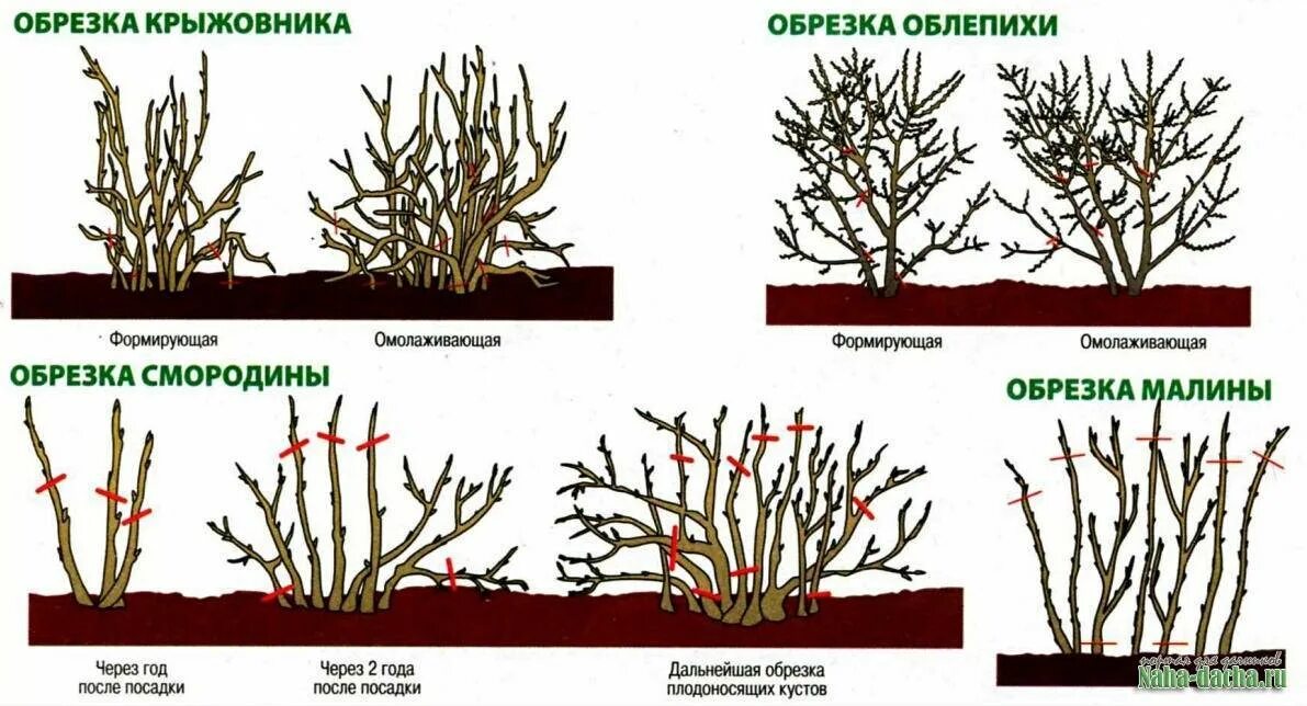 Как правильно делать обрезку крыжовника. Схема обрезки крыжовника осенью. Обрезка крыжовника весной схема. Схема обрезки крыжовника весной. Обрезка крыжовника и смородины весной.