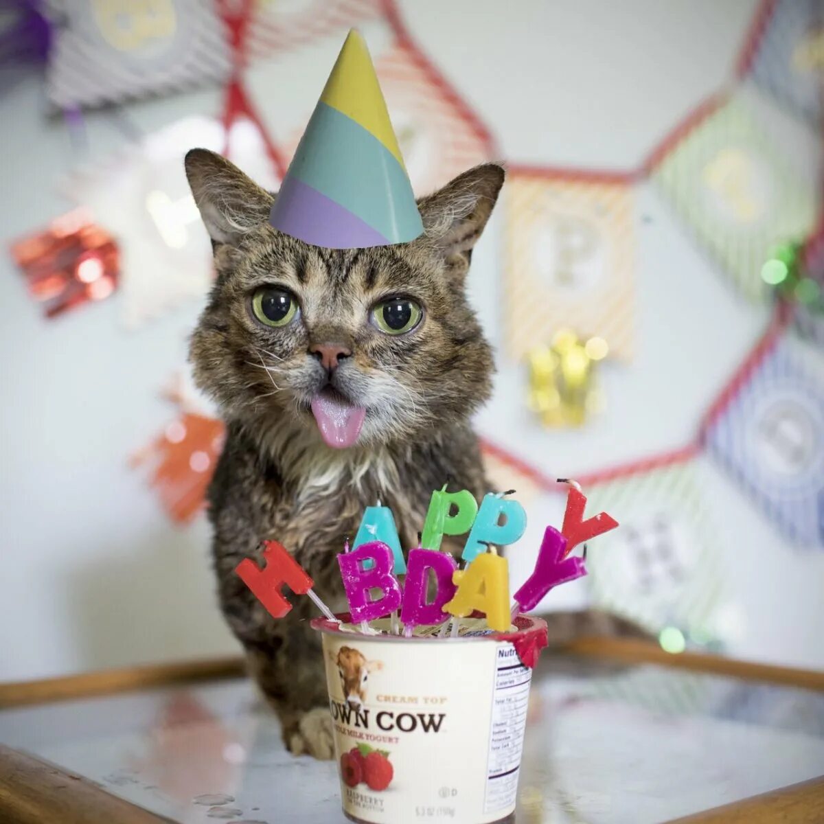 Кота д р. Кот в халате врача. Кот празднует. Кошка доктор. Кот доктор.