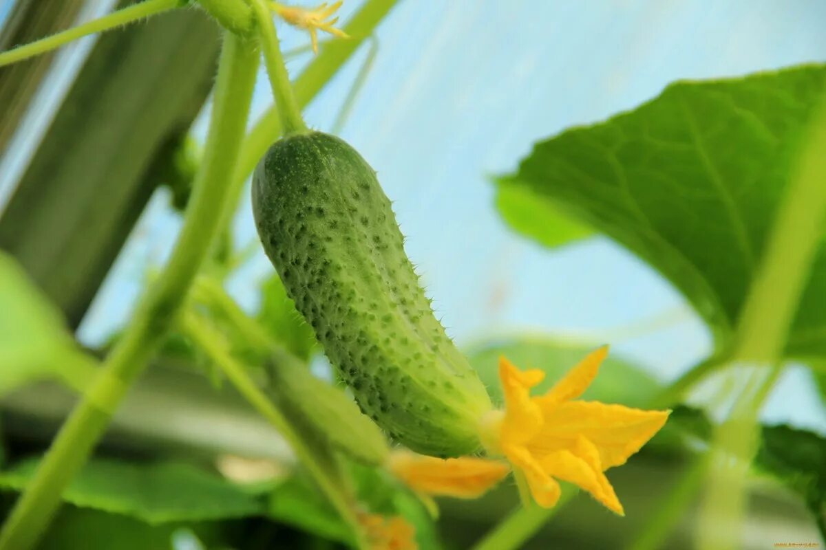 Cucumber растение. Огурец Чупа-Щупс f1. Огурцы Корнет. Плод огурца.