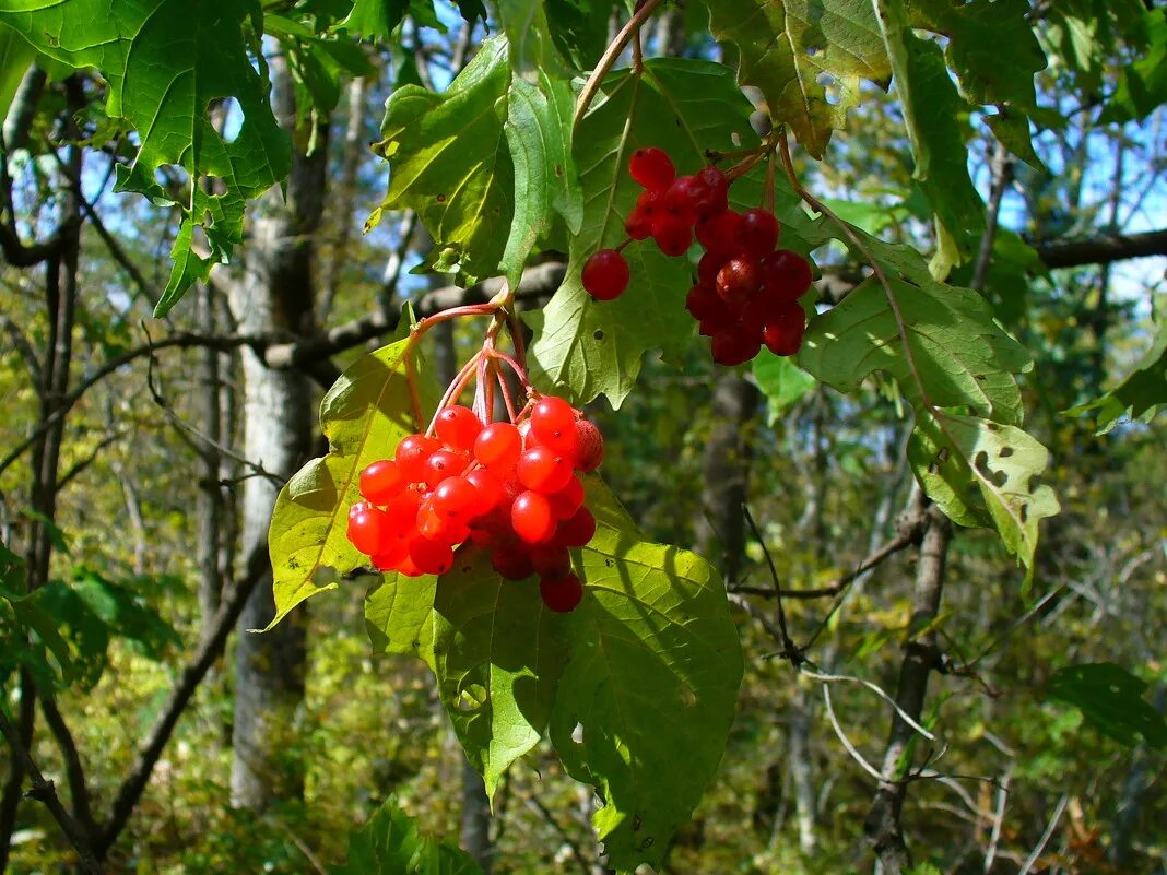 Калина растет в зоне смешанных лесов. Рябина обыкновенная в подлеске. Рябина широколиственный лес. Растения нижнего яруса леса. Калина растет в зоне смешанных лесов.