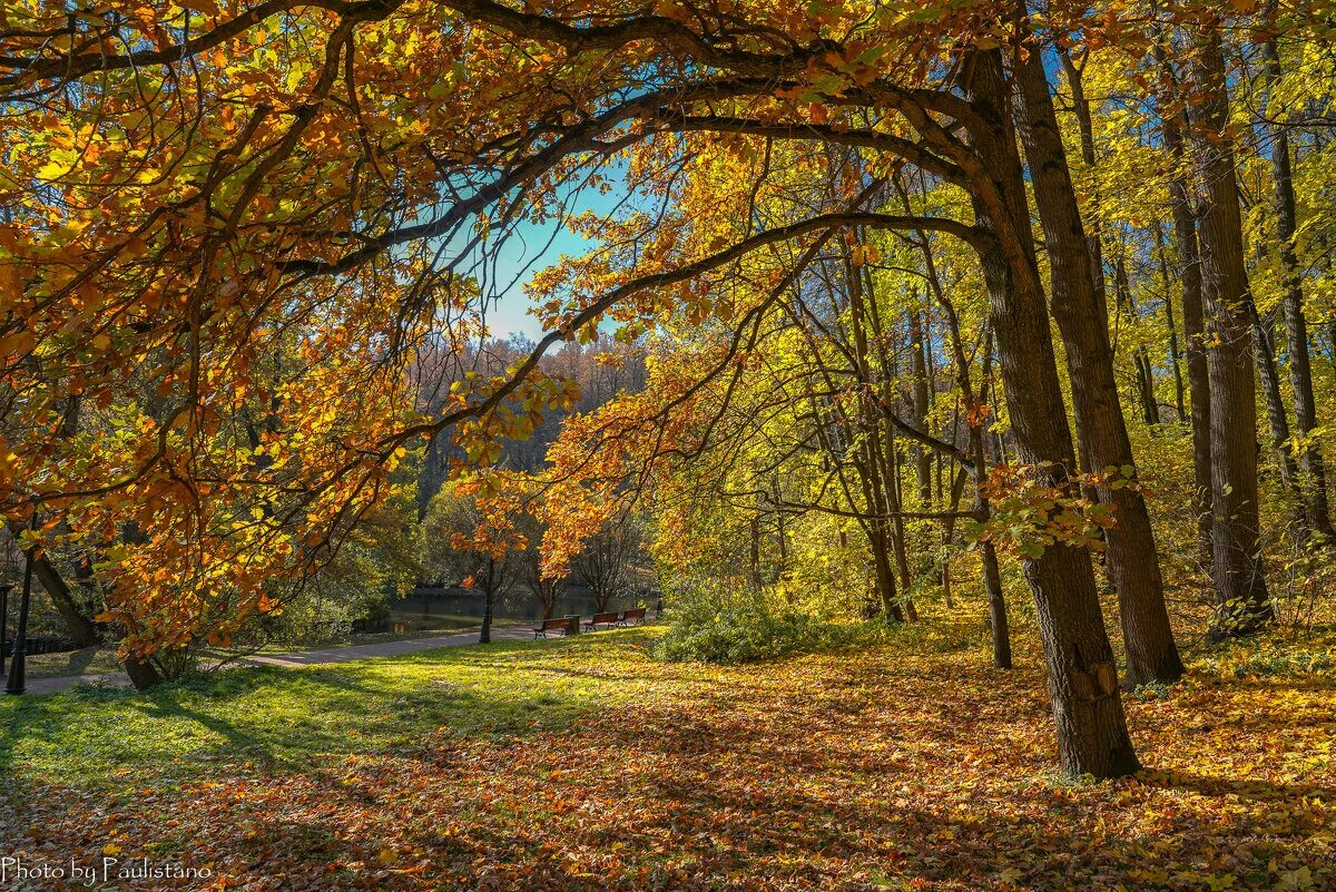 золотая осень 2021. золотая осень выставка 2023. осень 2021. осень в томске фото. центральная россия золотая осень.