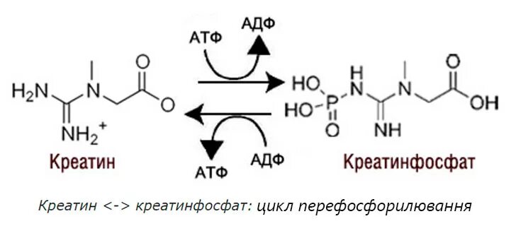 Креатин фосфатный механизм биохимия. Креатин фосфатный реакция биохимия. Креатин + АТФ ↔ креатинфосфат + АДФ. Креатин формула биохимия.