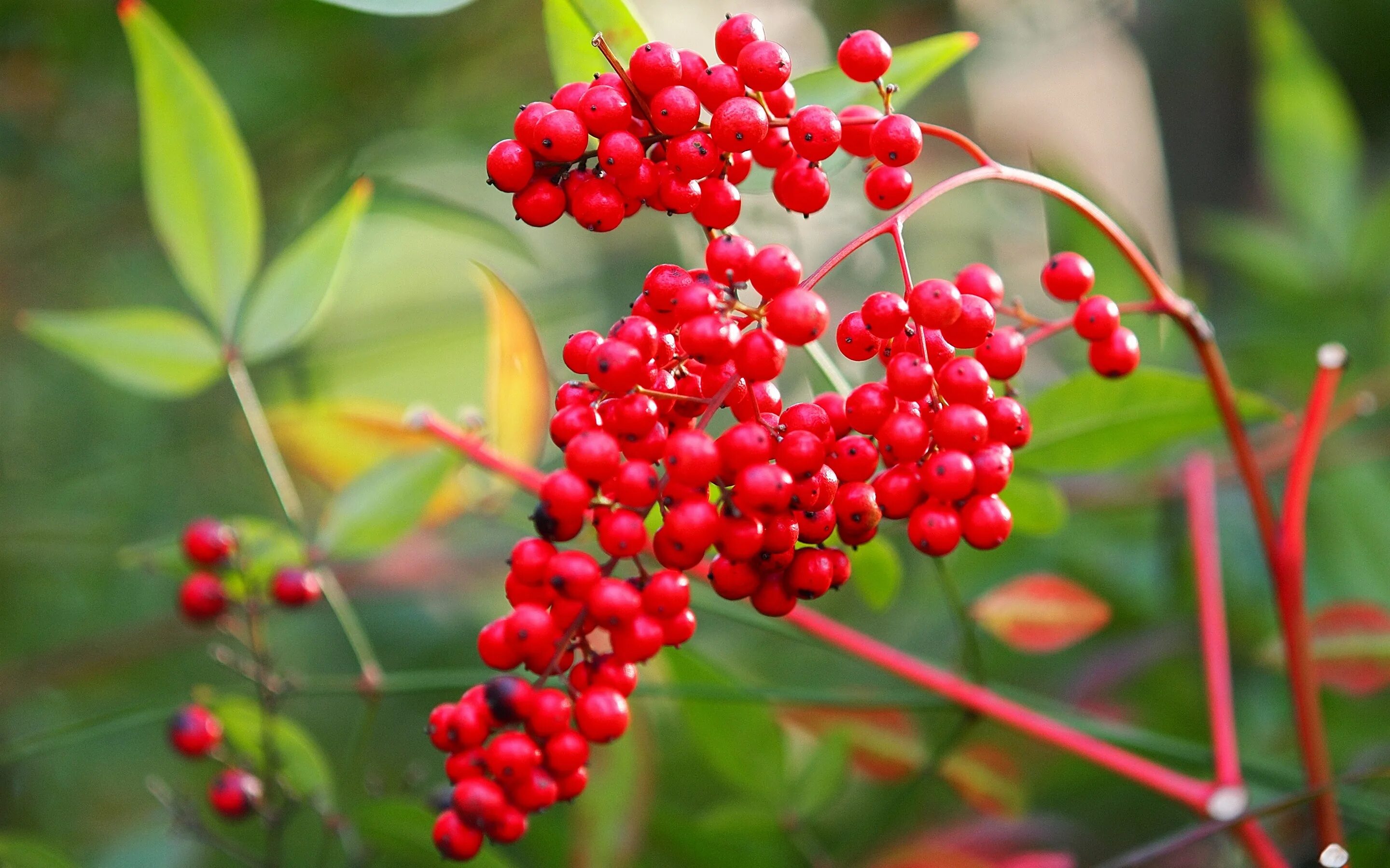 Красные ягоды названия. Красные твердые ягоды. Красная крупная ягода. Маленькие красные ягодки. Виды красных ягод.