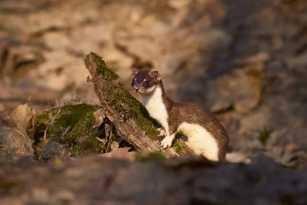 Ласка зверек ареал. Ласка (mustela nivalis). Горностай (mustela erminea). Солонгой забалькайский. Ласка (mustela nivalis).