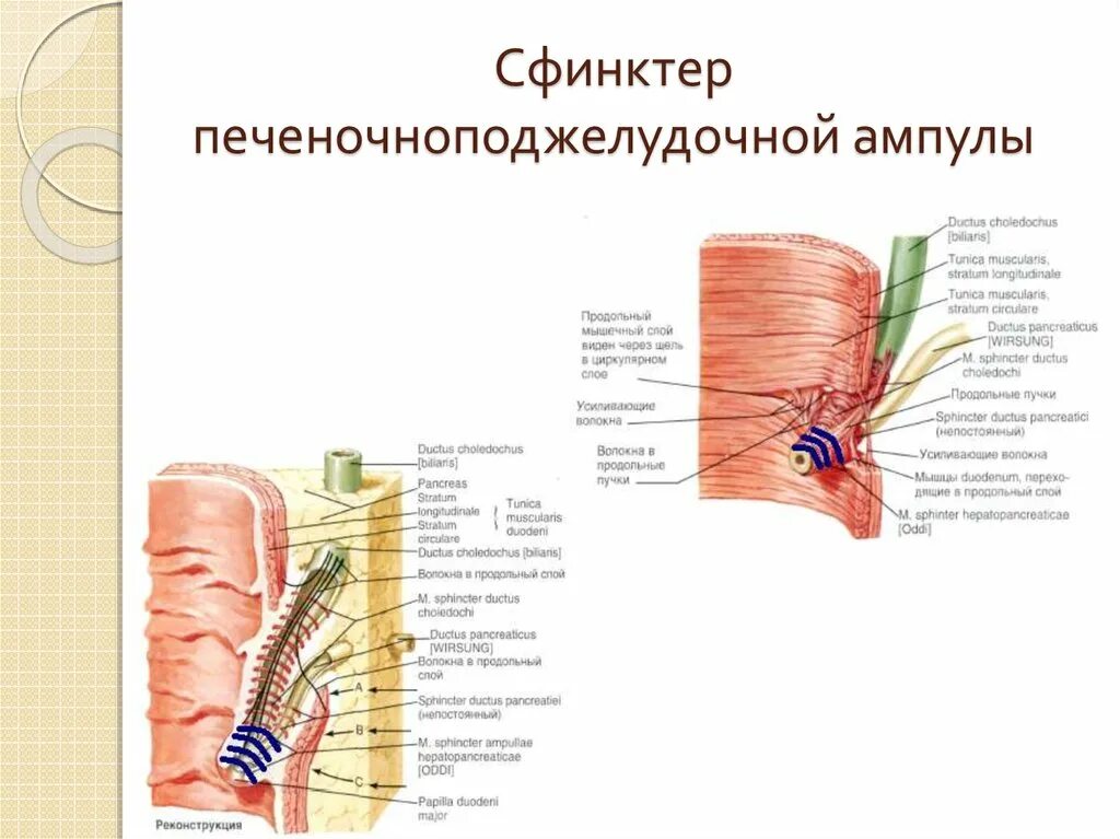 Сфинктер прямой кишки образован. Иннервация сфинктера одди. сфинктер вестфаля расположение. фатеров сосочек и сфинктер одди.