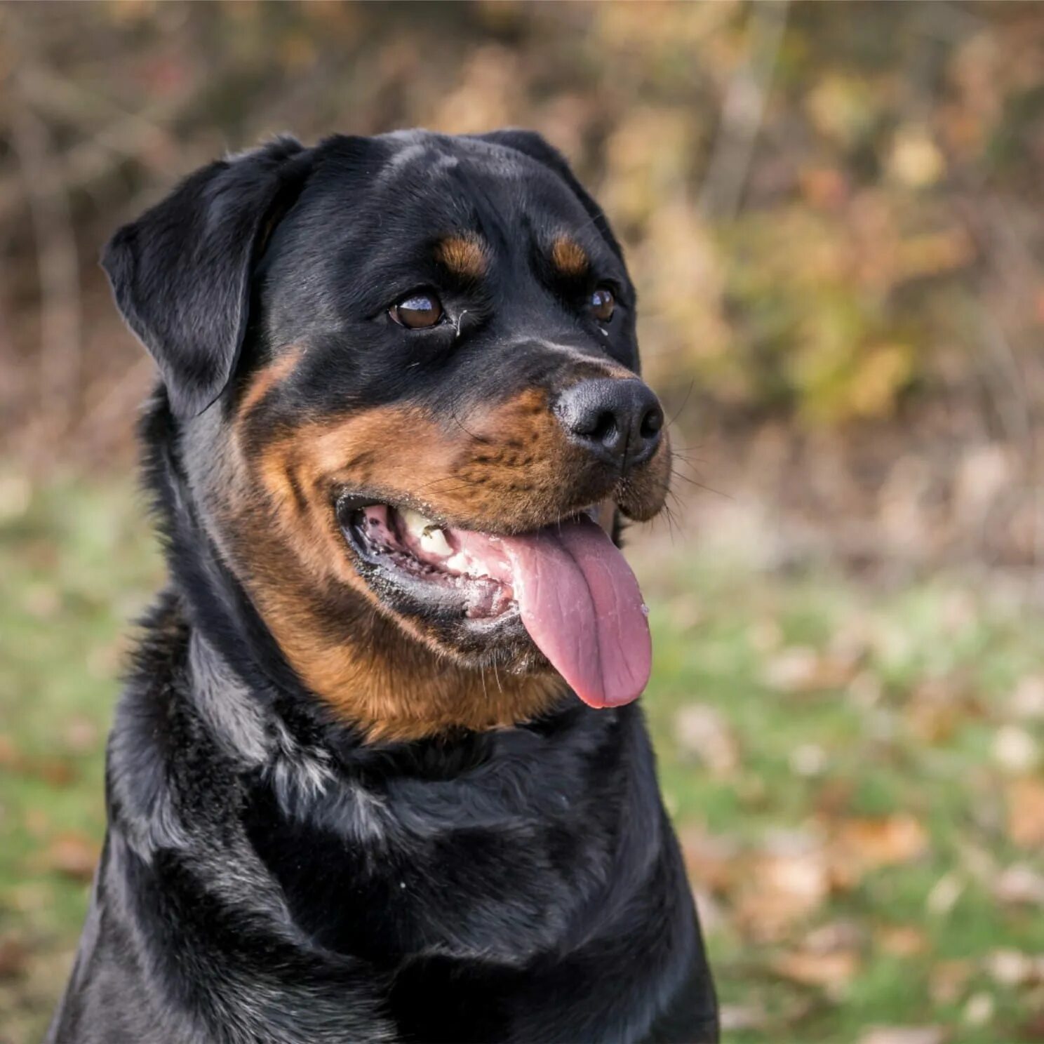 Military Family Has Touching Reunion With Rottweiler They Were Told Died Two Yea