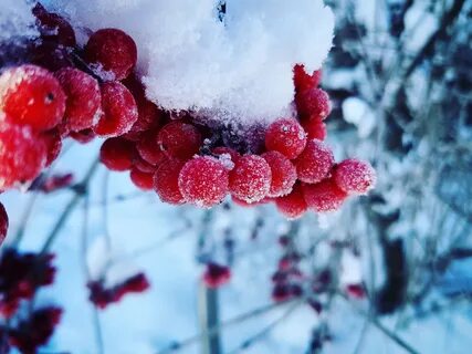 Snow vina