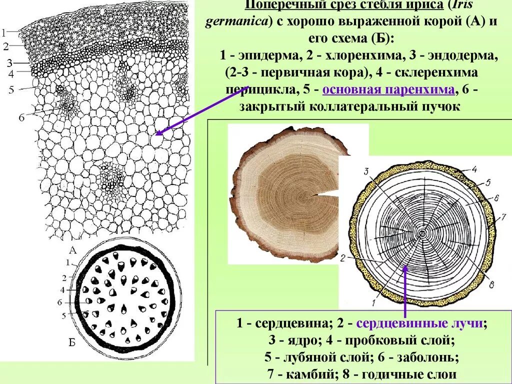 Срезы егэ. Поперечный срез стебля ириса (Iris Germanica). Поперечный срез ириса схема. Поперечное сечение стебля растения древесина. Хлоренхима на срезе стебля.