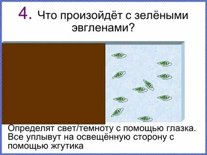 Движение эвглены в сторону источника света