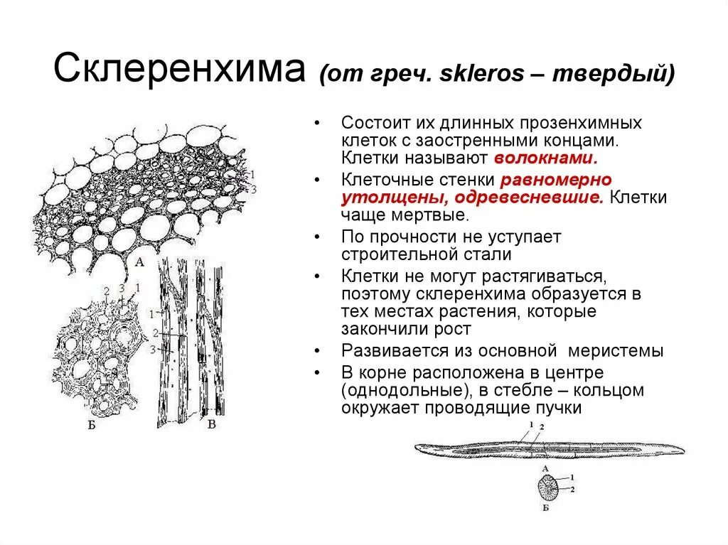 Ткани растений и их виды - презентация онлайн