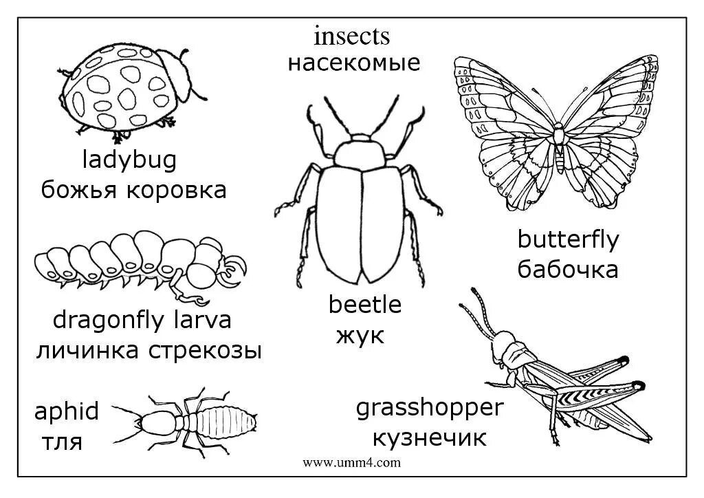 Коровка на английском языке. Насекомые. Раскраска. Насекомые раскраска для детей. Раскраска насекомые для дошкольников. Насекомые для раскрашивания детям.