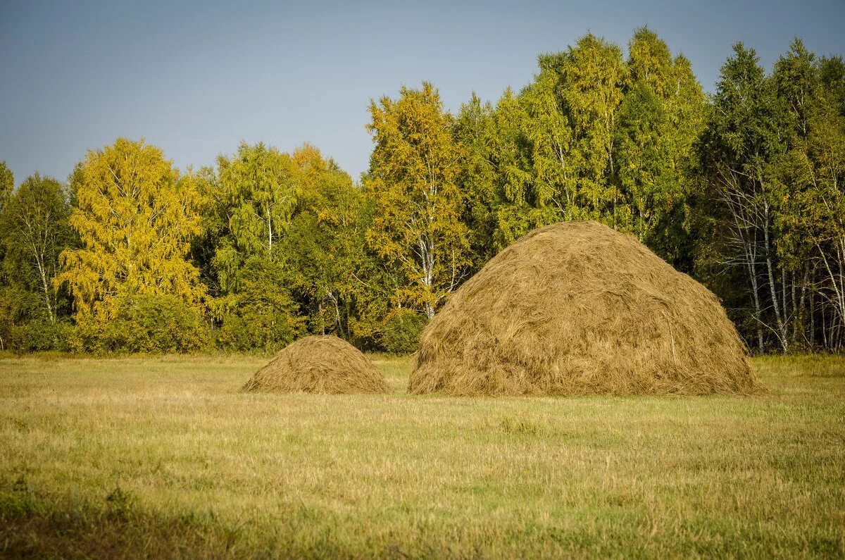 Осеннее сено