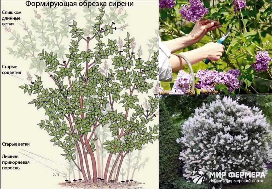 Можно ли обрезать сирень. Формировка куста сирени. Спирея Грефшейм на штамбе. Формировка спирея серая. Спирея серая Грефшейм формировка.