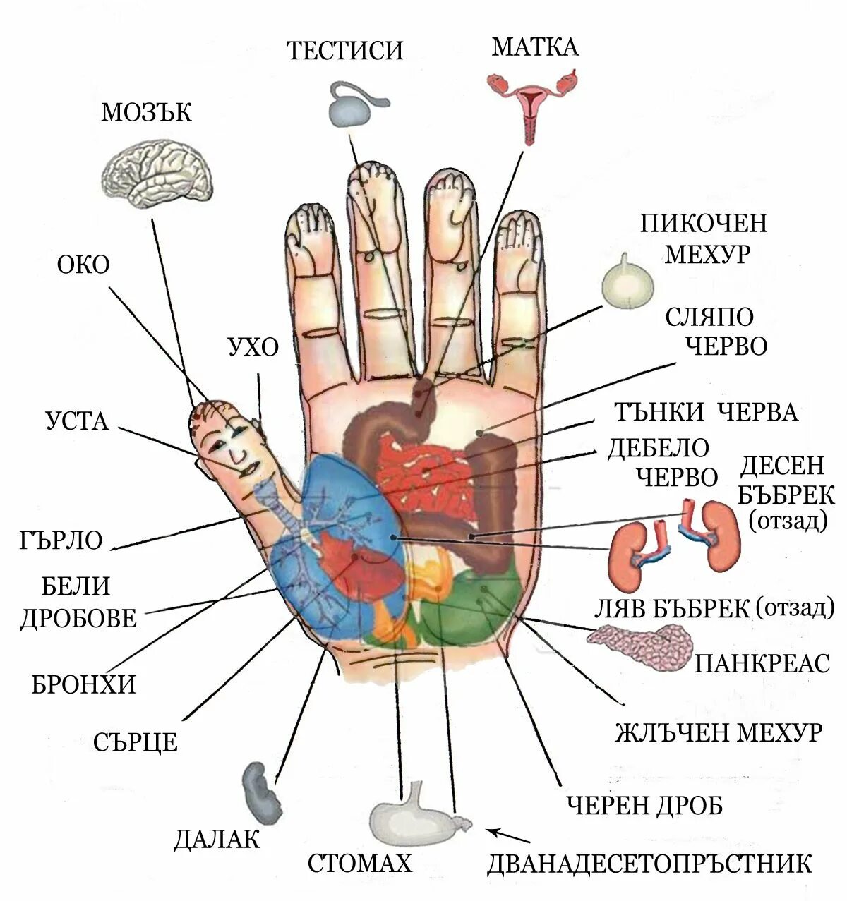 Су Джок терапия точки на ладони. Су Джок кольцо точки. Точки на руках акупунктура ,Су-Джок. Су Джок акупунктурные точки на ногах.