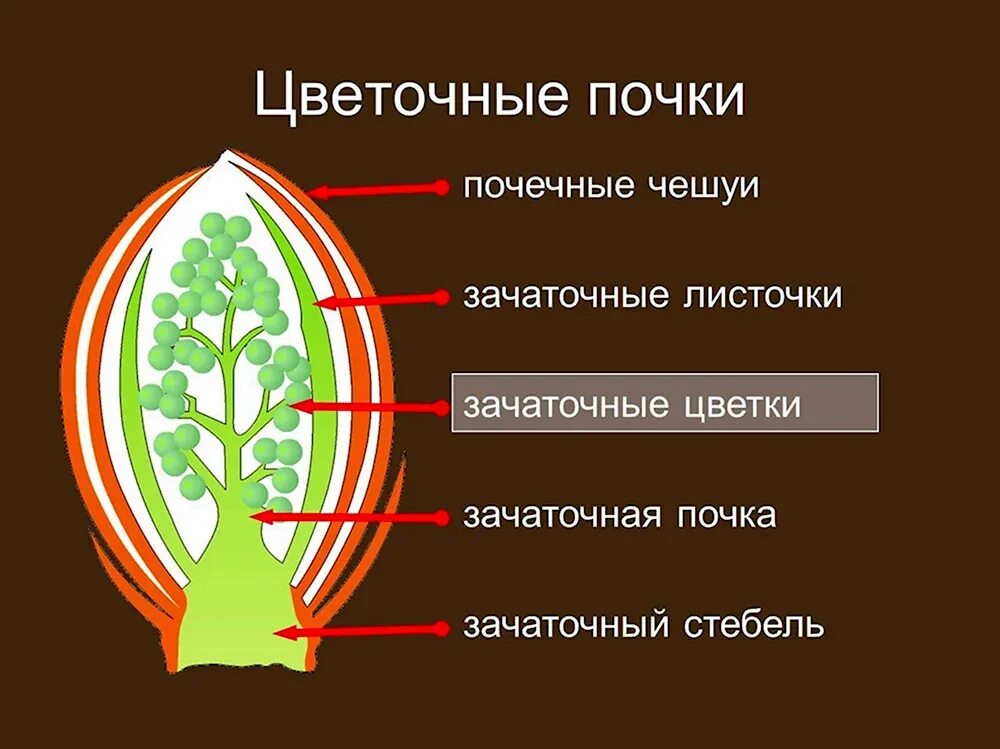 Как называется почка несущая зачатки. Строение листовой и цветочной почки. генеративная цветочная почка. строение почки растения рисунок. строение цветочной почки 6 класс биология.
