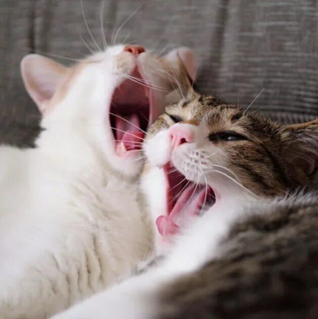 ты мой любимый котенок. красивые котята. няшные с котиками. доброе утро кошечка любимая. доброе утро котик.