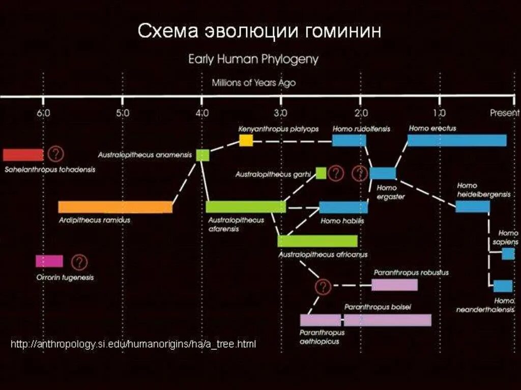 Стадия австралопитека в эволюции семейства гоминид соответствует. Эволюционное древо гоминид схема. эволюционное древо человека. ветви развития человечества. эволюционные ветви развития человека.